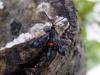 Large Red-belted Clearwing (Synanthedon culiciformis), adult. 18-05-2005. Copyright Keith Dover.