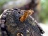 Large Red-belted Clearwing (Synanthedon culiciformis), pupal. 18-05-2005. Copyright Keith Dover.