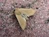 Large Wainscot (Rhizedra lutosa), adult. Chester-le-Street, 29-09-2006. Copyright Keith Dover.