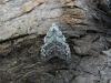Least Black Arches (Nola confusalis), adult. Chester-le-Street, 29-04-2010. Copyright Keith Dover.