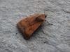 Least Yellow Underwing (Noctua interjecta), adult. Taken outside Durham, 10-08-2007. Copyright Keith Dover.