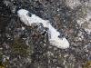 Lime-speck Pug (Eupithecia centaureata), adult. Chester-le-Street, 12-07-2005. Copyright Keith Dover.