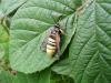 Lunar Hornet Moth (Sesia bembeciformis), adult. Taken outside Durham, 07-07-2009. Copyright Keith Dover.