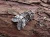 Lunar Marbled Brown (Drymonia ruficornis), adult. Comb Bridges, 16-04-2007. Copyright Keith Dover.