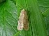 Lyme Grass (Longalatedes elymi), adult. Taken outside Durham, 15-06-2009. Copyright Keith Dover.