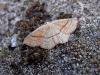 Maiden's Blush (Cyclophora punctaria), adult. Taken outside Durham, 23-08-2006. Copyright Keith Dover.