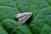 Marsh Oblique-barred (Hypenodes humidalis), adult. Chester-le-Street, 21-07-2014. Copyright Keith Dover.