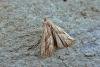 Marsh Oblique-barred (Hypenodes humidalis), adult. Chester-le-Street, 22-07-2014. Copyright Keith Dover.