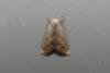 Marsh Oblique-barred (Hypenodes humidalis), adult. Chester-le-Street, 21-07-2014. Copyright Keith Dover.
