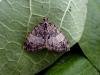 May Highflyer (Hydriomena impluviata), adult. Taken outside Durham, 14-07-2005. Copyright Keith Dover.
