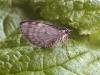 May Highflyer (Hydriomena impluviata), adult. Chester-le-Street, 03-05-2007. Copyright Keith Dover.