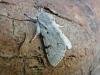 Miller (Acronicta leporina), adult. Chester-le-Street, 03-06-2009. Copyright Keith Dover.