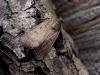 Mouse Moth (Amphipyra tragopoginis), adult. Taken outside Durham, 16-08-2004. Copyright Keith Dover.