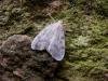 Muslin Footman (Nudaria mundana), adult. Taken outside Durham, 17-07-2004. Copyright Keith Dover.