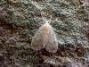 Muslin Footman (Nudaria mundana), adult. Taken outside Durham, 15-07-2006. Copyright Keith Dover.