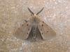Muslin Moth (Diaphora mendica), adult. Chester-le-Street, 21-04-2007. Copyright Keith Dover.