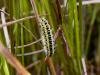 Narrow-bordered Five-spot Burnet (Zygaena lonicerae), larval. Copyright Keith Dover.