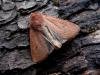 Neglected Rustic (Xestia castanea), adult. Knitsley Fell, 18-08-2004. Copyright Keith Dover.