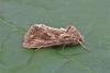 Ni Moth (Trichoplusia ni), adult. Chester-le-Street. Copyright Keith Dover.