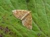 Northern Spinach (Eulithis populata), adult. Taken outside Durham, 05-08-2009. Copyright Keith Dover.