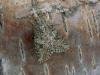Nutmeg (Anarta trifolii), adult. Chester-le-Street, 20-08-2006. Copyright Keith Dover.