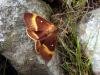 Oak Eggar (Lasiocampa quercus), adult, male. Taken outside Durham, 30-07-2004. Copyright Keith Dover.