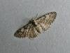 Oak-tree Pug (Eupithecia dodoneata), adult. Chester-le-Street, 24-04-2009. Copyright Keith Dover.