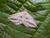 Oblique Carpet (Orthonama vittata), adult. 24-06-2006. Copyright Keith Dover.