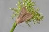 Obscure Wainscot (Leucania obsoleta), adult. Chester-le-Street, 24-06-2021. Copyright Keith Dover.