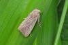 Obscure Wainscot (Leucania obsoleta), adult. Chester-le-Street, 24-06-2021. Copyright Keith Dover.