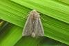 Obscure Wainscot (Leucania obsoleta), adult. Taken outside Durham, 21-08-2018. Copyright Keith Dover.