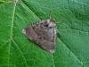 Old Lady (Mormo maura), adult. Chester-le-Street, 16-08-2012. Copyright Keith Dover.