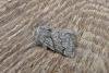 Pale Eggar (Trichiura crataegi), adult. 04-08-2014. Copyright Keith Dover.