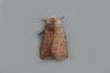 Pale Mottled Willow (Caradrina clavipalpis), adult. Chester-le-Street. Copyright Keith Dover.