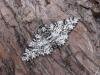 Peppered Moth (Biston betularia), adult. Chester-le-Street, 04-05-2007. Copyright Keith Dover.
