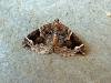 Phoenix (Eulithis prunata), adult. Taken outside Durham, 09-07-2005. Copyright Keith Dover.