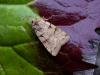 Plain Clay (Eugnorisma depuncta), adult. 10-08-2004. Copyright Keith Dover.