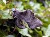 Poplar Hawk-moth (Laothoe populi), adult. Chester-le-Street, 27-05-2005. Copyright Keith Dover.