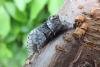 Poplar Kitten (Furcula bifida), adult. Chester-le-Street, 23-05-2017. Copyright Keith Dover.