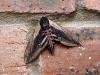Privet Hawk-moth (Sphinx ligustri), adult. 23-07-2006. Copyright Keith Dover.