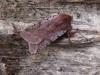 Red Chestnut (Cerastis rubricosa), adult. Taken outside Durham. Copyright Keith Dover.