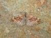 Red Twin-spot Carpet (Xanthorhoe spadicearia), adult. West Moor Plantation, 24-06-2021. Copyright Keith Dover.