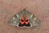 Red Underwing (Catocala nupta), adult. Chester-le-Street, 24-08-2018. Copyright Keith Dover.