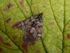 Red-Green Carpet (Chloroclysta siterata), adult. Chester-le-Street, 25-09-2006. Copyright Keith Dover.