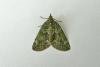 Red-Green Carpet (Chloroclysta siterata), adult. Chester-le-Street, 25-10-2012. Copyright Keith Dover.