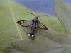 Red-tipped Clearwing (Synanthedon formicaeformis), adult. Waldridge Fell, 03-07-2006. Copyright Keith Dover.