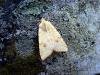 Sallow (Cirrhia icteritia), adult. Taken outside Durham, 22-08-2004. Copyright Keith Dover.