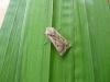 Sand Dart (Agrotis ripae), adult. 03-08-2013. Copyright Keith Dover.