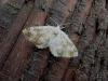 Sandy Carpet (Perizoma flavofasciata), adult. Chester-le-Street, 17-07-2006. Copyright Keith Dover.