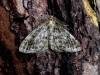 Satin Beauty (Deileptenia ribeata), adult. Taken outside Durham, 03-07-2004. Copyright Keith Dover.